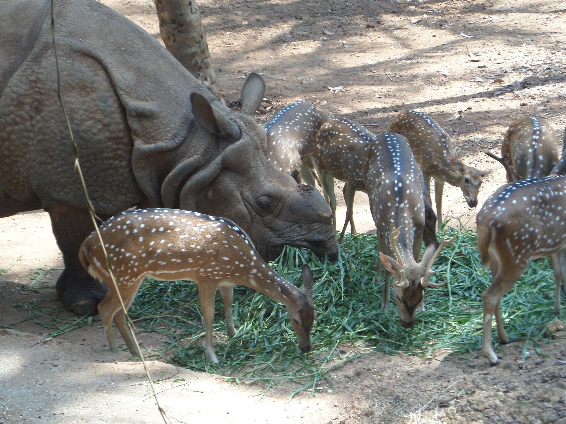 Rhino and spotted deer sharing breakfast at Thiruvananthapuram Zoo. Go early, when the animals are most active.
